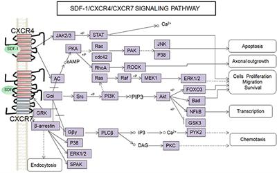 The Role of SDF-1/CXCR4/CXCR7 in Neuronal Regeneration after Cerebral Ischemia